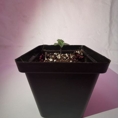 Pheno Run 1 2024 growlog photo: Sum photos of seedlings looking happy 😊