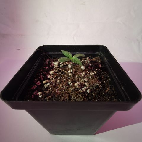 Pheno Run 1 2024 growlog photo: Sum photos of seedlings looking happy 😊