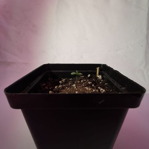 Pheno Run 1 2024 growlog photo: Sum photos of seedlings looking happy 😊