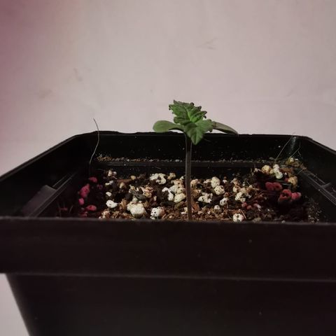Pheno Run 1 2024 growlog photo: Sum photos of seedlings looking happy 😊