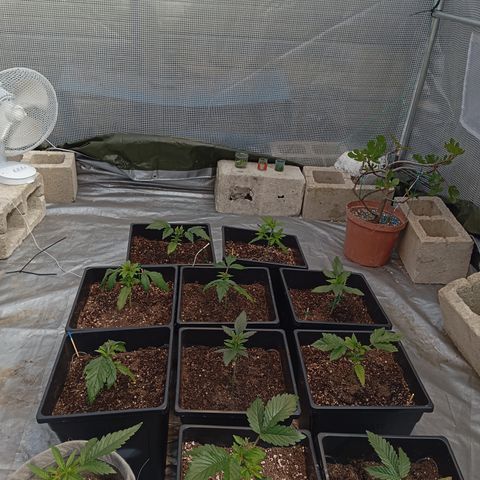 🟡Pheno 2 growlog timeline photo
