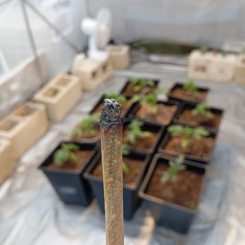 🟡Pheno 2 growlog timeline photo