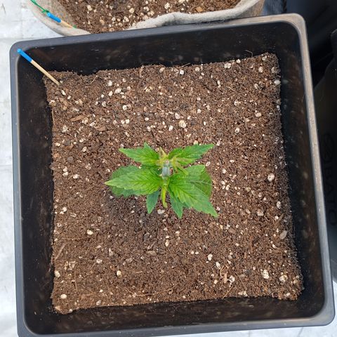 🟦Pheno 3 growlog photo: Top and waiting to dry up a bit more