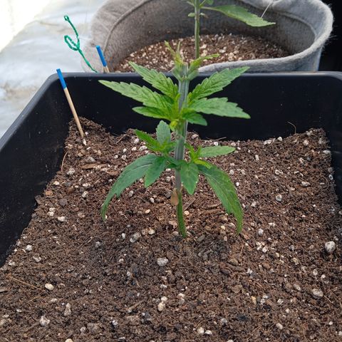 🟦Pheno 3 growlog photo: Top and waiting to dry up a bit more
