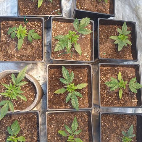 🟡Pheno 2 growlog photo: Iil old photo but got busy with life but they look healthy and have been topped will update tomorrow.