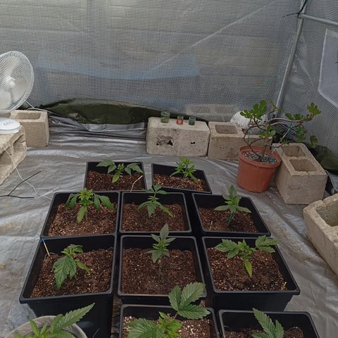 🟡Pheno 2 growlog timeline photo