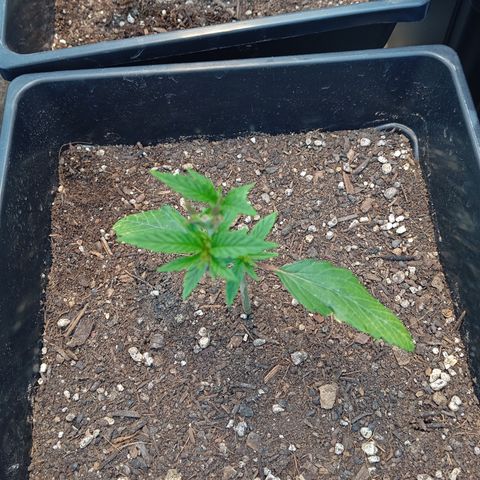 🟡Pheno 2 growlog photo: Topped and drying up abit
