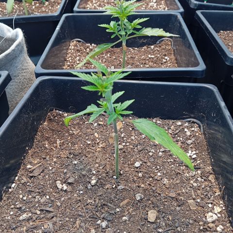 🟡Pheno 2 growlog photo: Topped and drying up abit