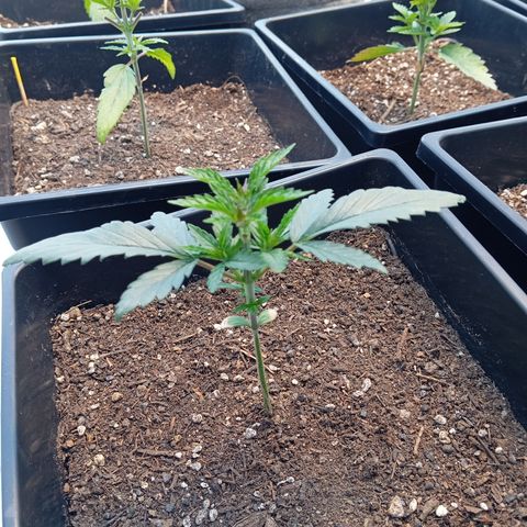 🟢Pheno 2 growlog photo: Topped and drying up abit maybe water tomorrow 