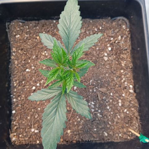 🟢Pheno 2 growlog photo: Topped and drying up abit maybe water tomorrow 