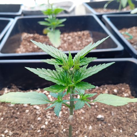 🟡Pheno 3 growlog photo: Topped and waiting to dry up abit