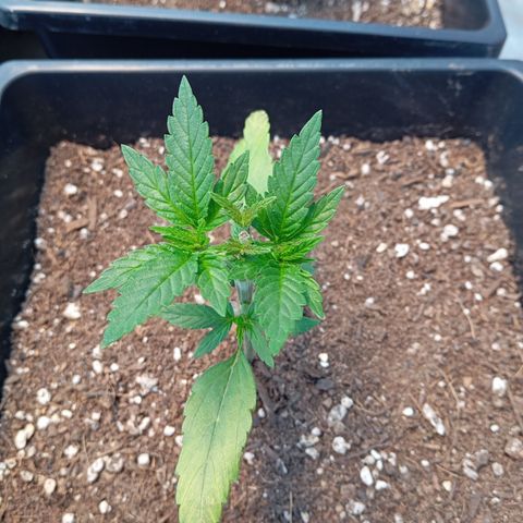 🟡Pheno 3 growlog photo: Topped and waiting to dry up abit
