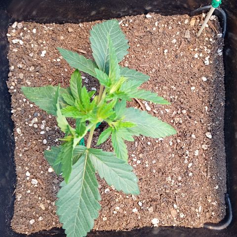 🟢Pheno 3 growlog timeline photo