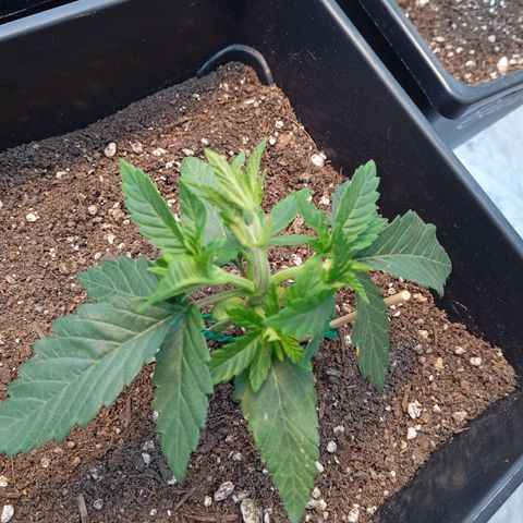🟢Pheno 3 growlog timeline photo