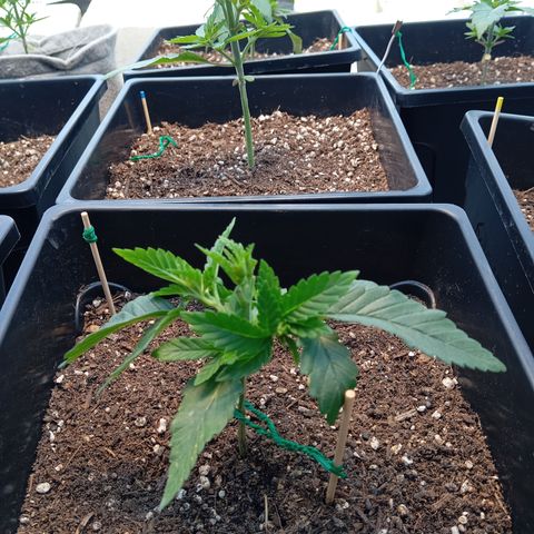 🟢Pheno 3 growlog timeline photo