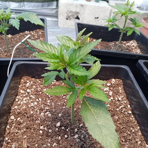 🟦Pheno 1 growlog timeline photo