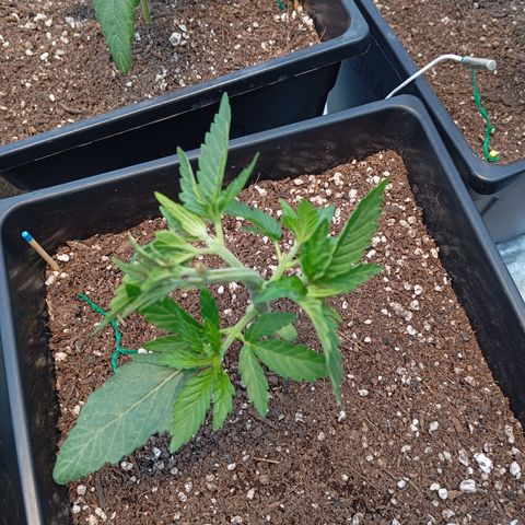 🟦Pheno 1 growlog timeline photo