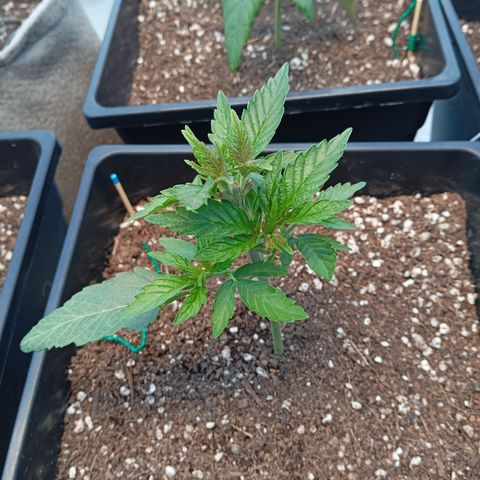 🟦Pheno 1 growlog timeline photo