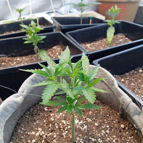 🟦Pheno 4 growlog timeline photo