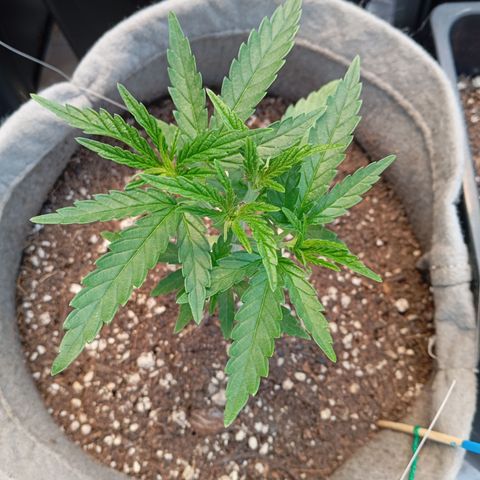 🟦Pheno 4 growlog timeline photo
