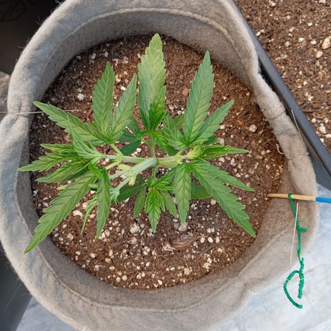 🟦Pheno 4 growlog timeline photo