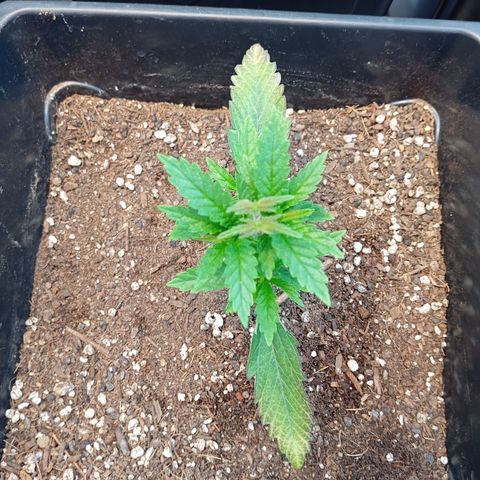 🟦Pheno 2 growlog timeline photo
