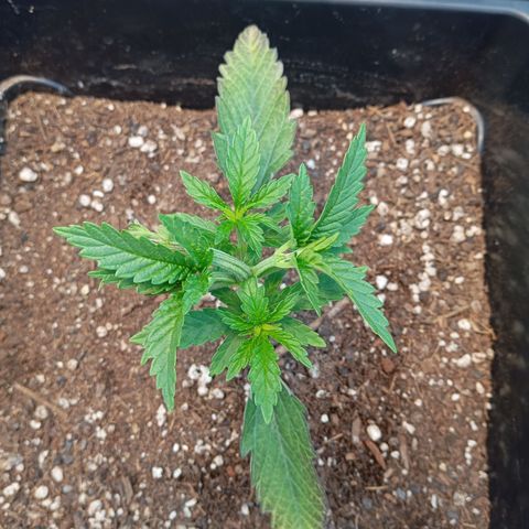 🟦Pheno 2 growlog timeline photo