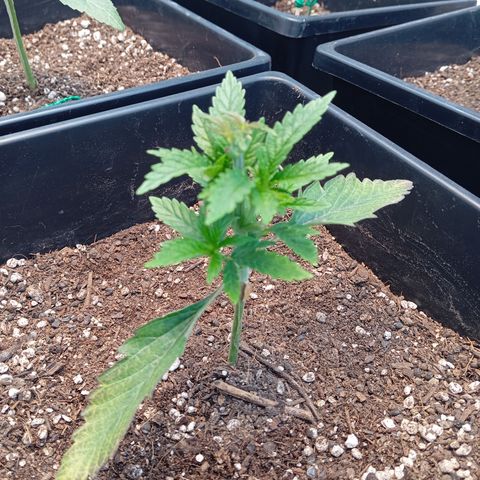 🟦Pheno 2 growlog timeline photo