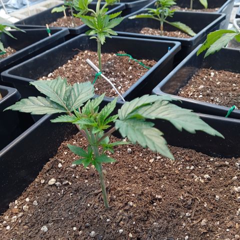 🟡Pheno 1 growlog timeline photo