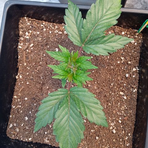 🟡Pheno 1 growlog timeline photo