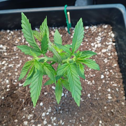 🟢Pheno 1 growlog timeline photo