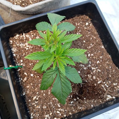 🟢Pheno 1 growlog timeline photo