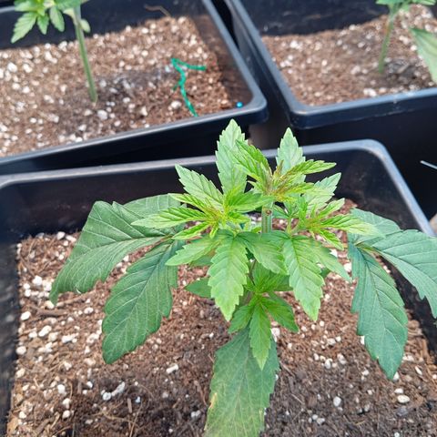 🟢Pheno 1 growlog timeline photo