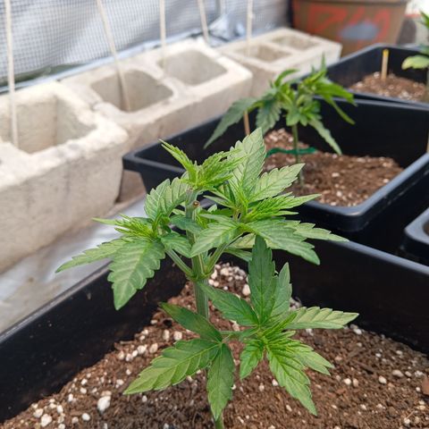 🟡Pheno 4 growlog timeline photo