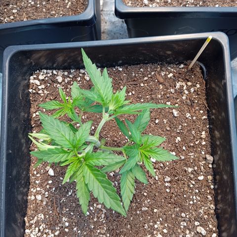 🟡Pheno 4 growlog timeline photo