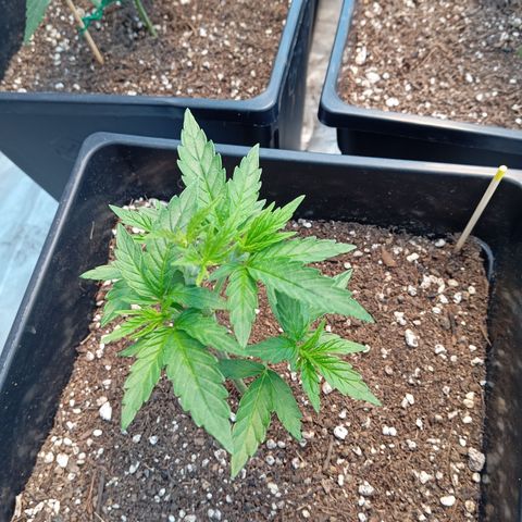🟡Pheno 4 growlog timeline photo