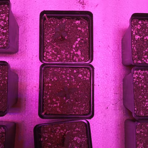 Pheno Run 1 2024 growlog photo: Adding some water 