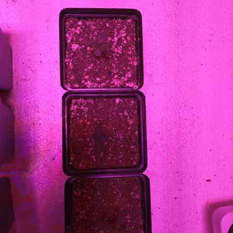 Pheno Run 1 2024 growlog photo: Adding some water 