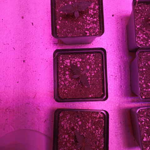 Pheno Run 1 2024 growlog photo: Adding some water 