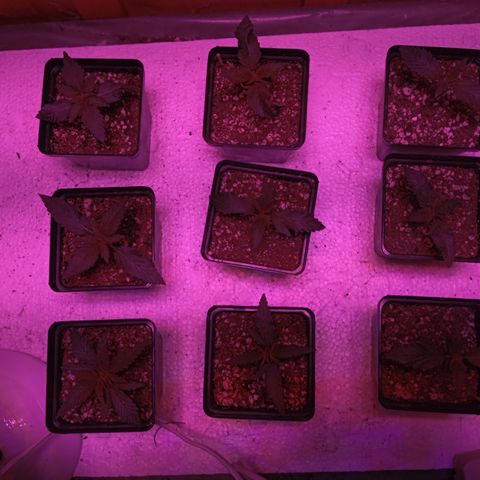 Pheno Run 1 2024 growlog timeline photo