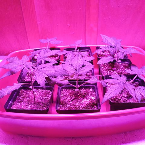 Pheno Run 1 2024 growlog photo: Topped and waiting for soil to dry for nutrients 