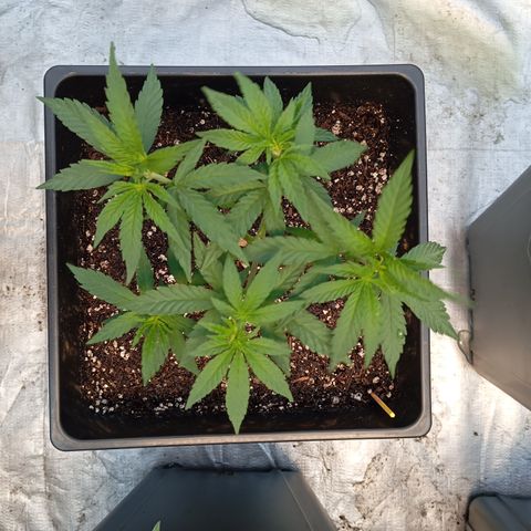 🟡Pheno 2 growlog photo: 750ml water