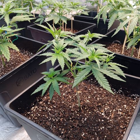 🟡Pheno 2 growlog photo: 750ml water