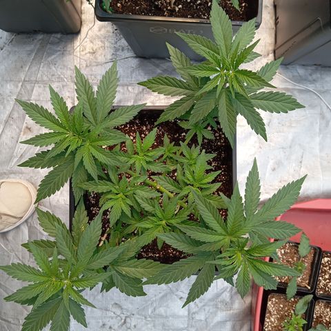 🟡Pheno 4 growlog photo: 750ml water 