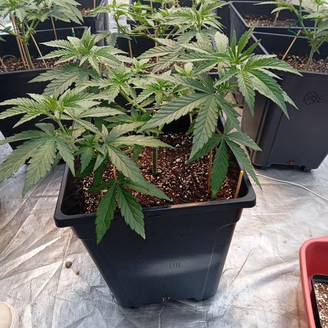🟡Pheno 4 growlog photo: 750ml water 