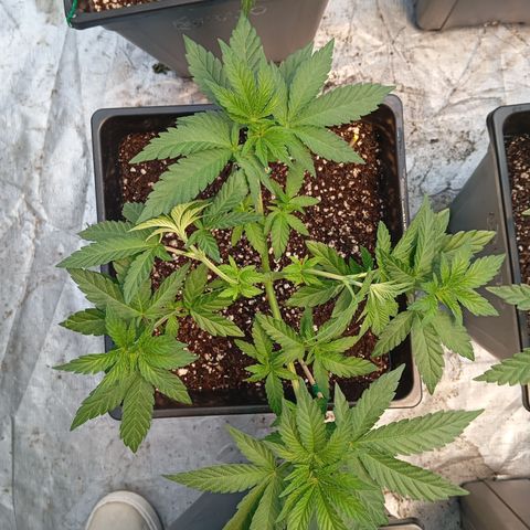 🟡Pheno 3 growlog photo: 750ml water