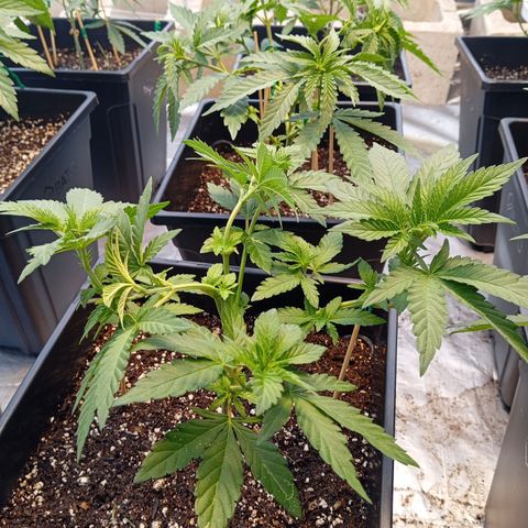 🟡Pheno 3 growlog photo: 750ml water