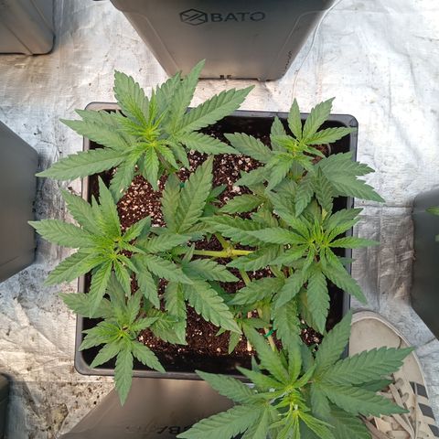 🟡Pheno 1 growlog photo: 750ml water