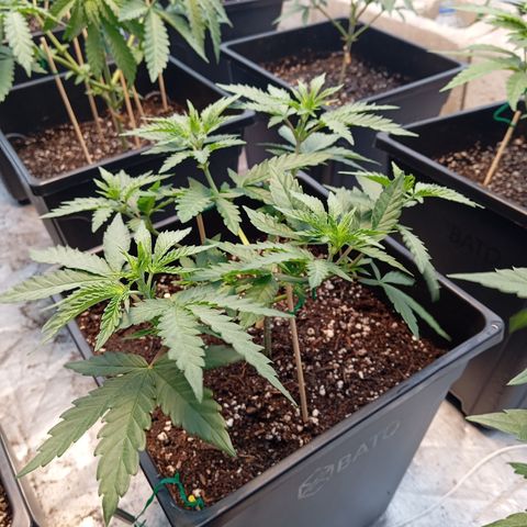 🟡Pheno 1 growlog photo: 750ml water
