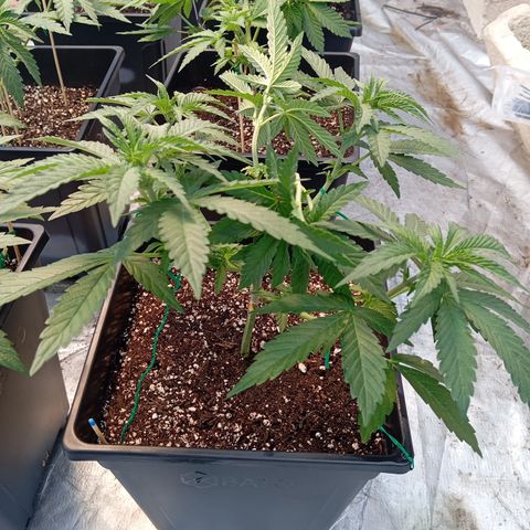 🟦Pheno 1 growlog photo: 750ml water